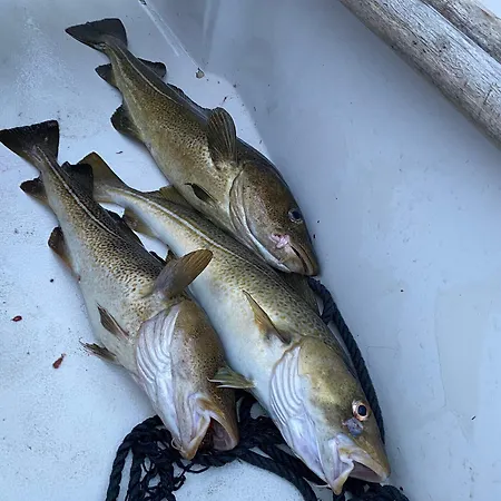 Vag Helgeland - Solbakken ベッド・アンド・ブレックファスト 3*